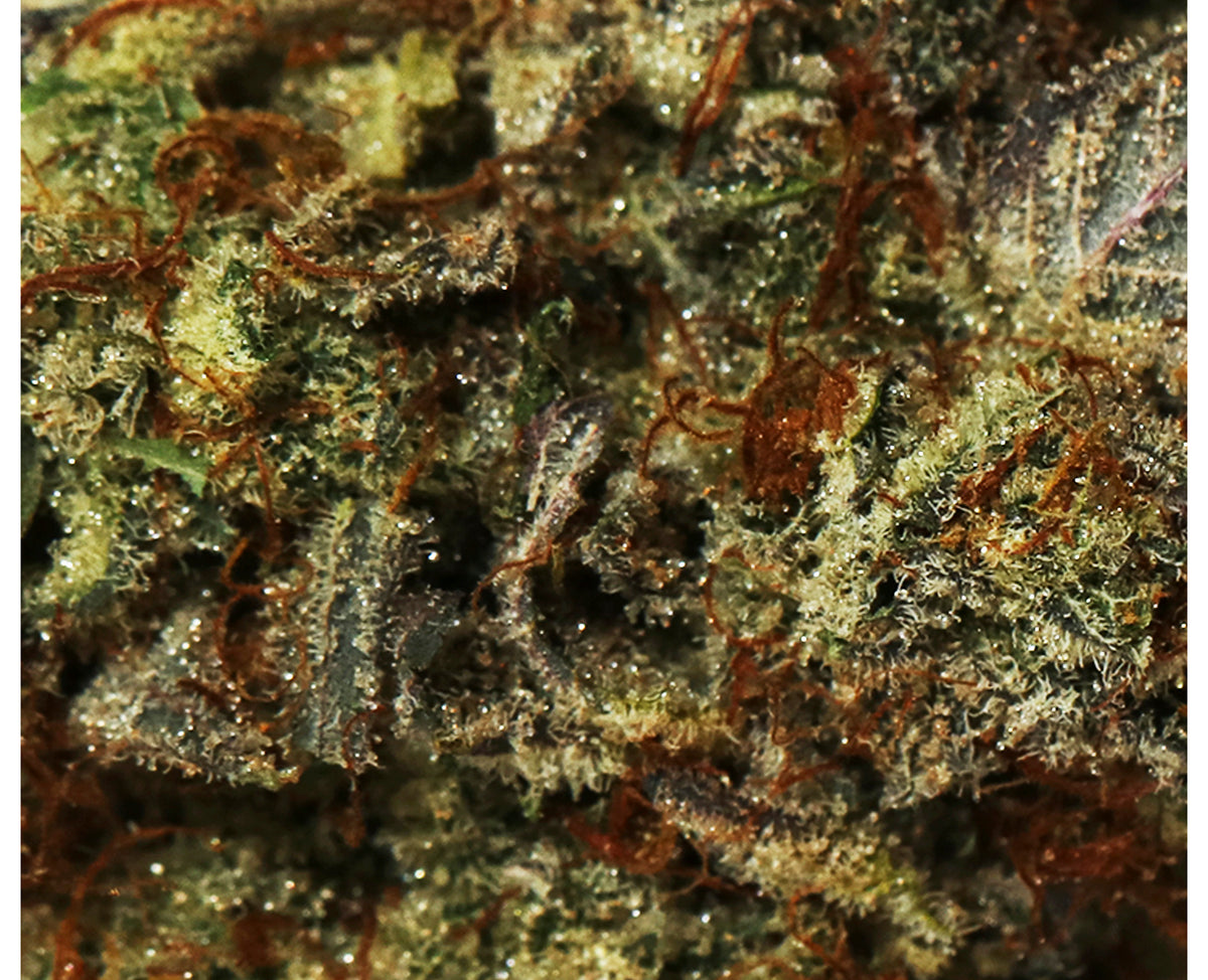BOAZ PRIMAL PUNCH (H) DRIED - 3.5G