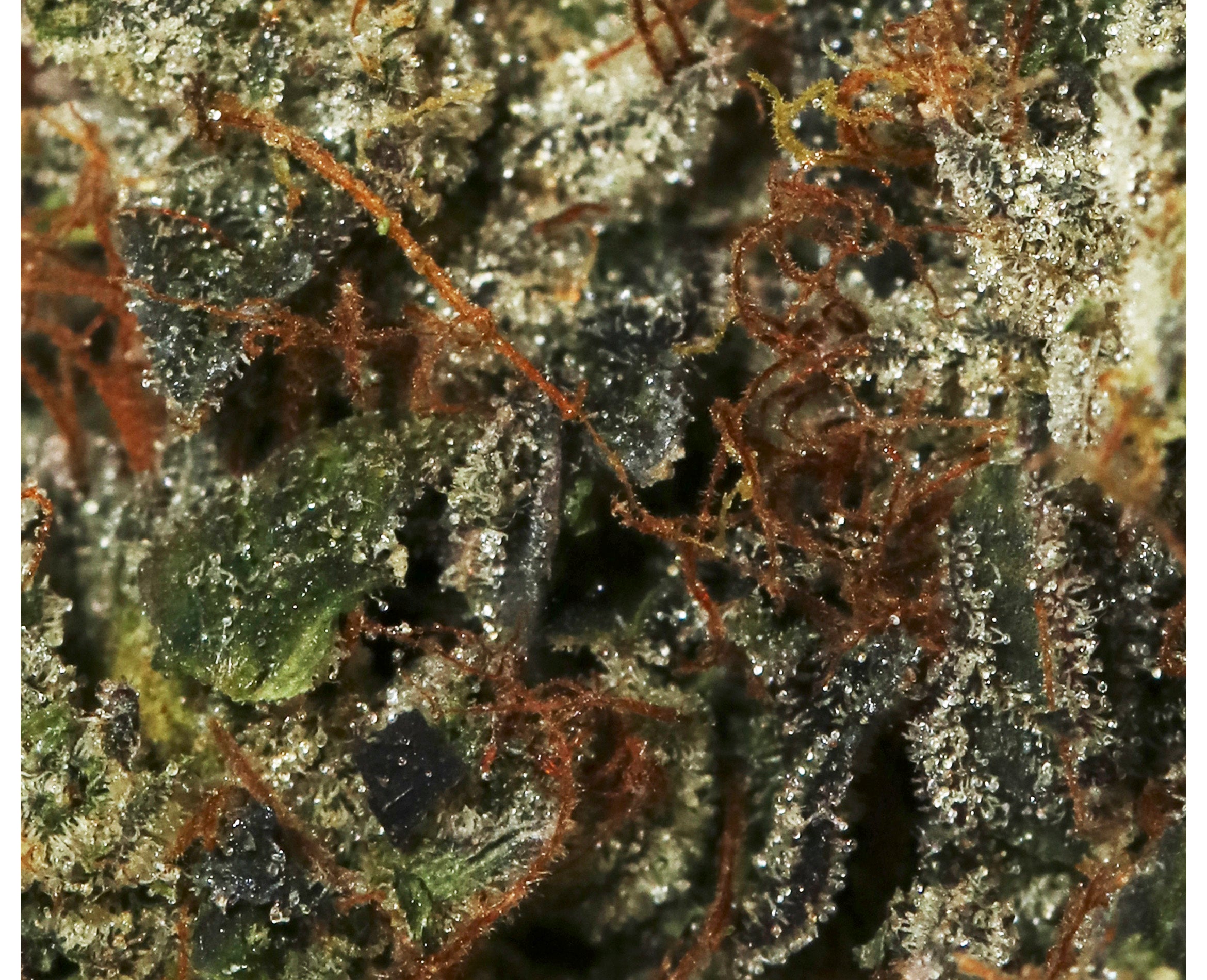 BOAZ DANK RAINBOW (IND) DRIED - 3.5G