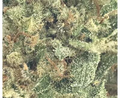 ABBA MEDIX CRITICAL ORANGE PUNCH (H) DRIED - 15G