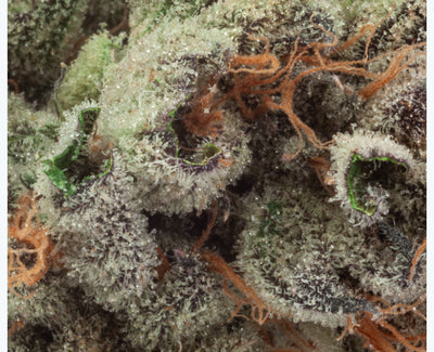 NATURAL HISTORY FRUIT CAKE RESERVE (H) DRIED - 3.5G