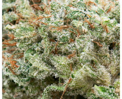 GREYBEARD AFGHANI DRIFTER (H) DRIED - 7G