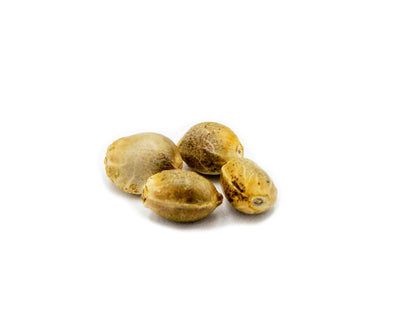 PARKLAND NEXT GEN AFGHANI KUSH AUTO (H) SEEDS - 4PK
