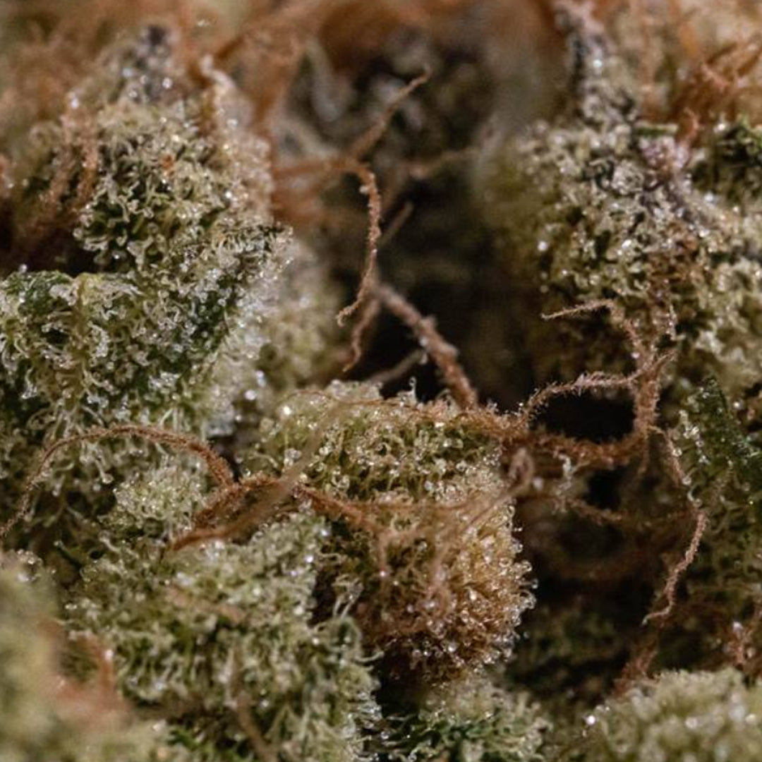 OGEN BOW VALLEY OG 26 (S) DRIED - 3.5G