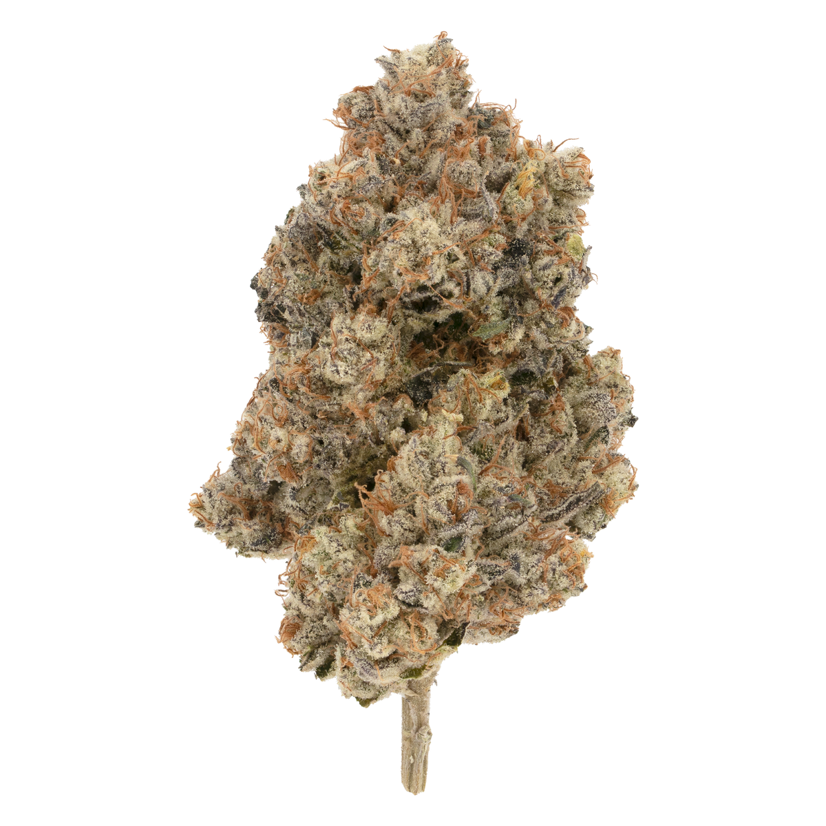 BROKEN COAST PIPE DREAM (S) DRIED - 3.5G