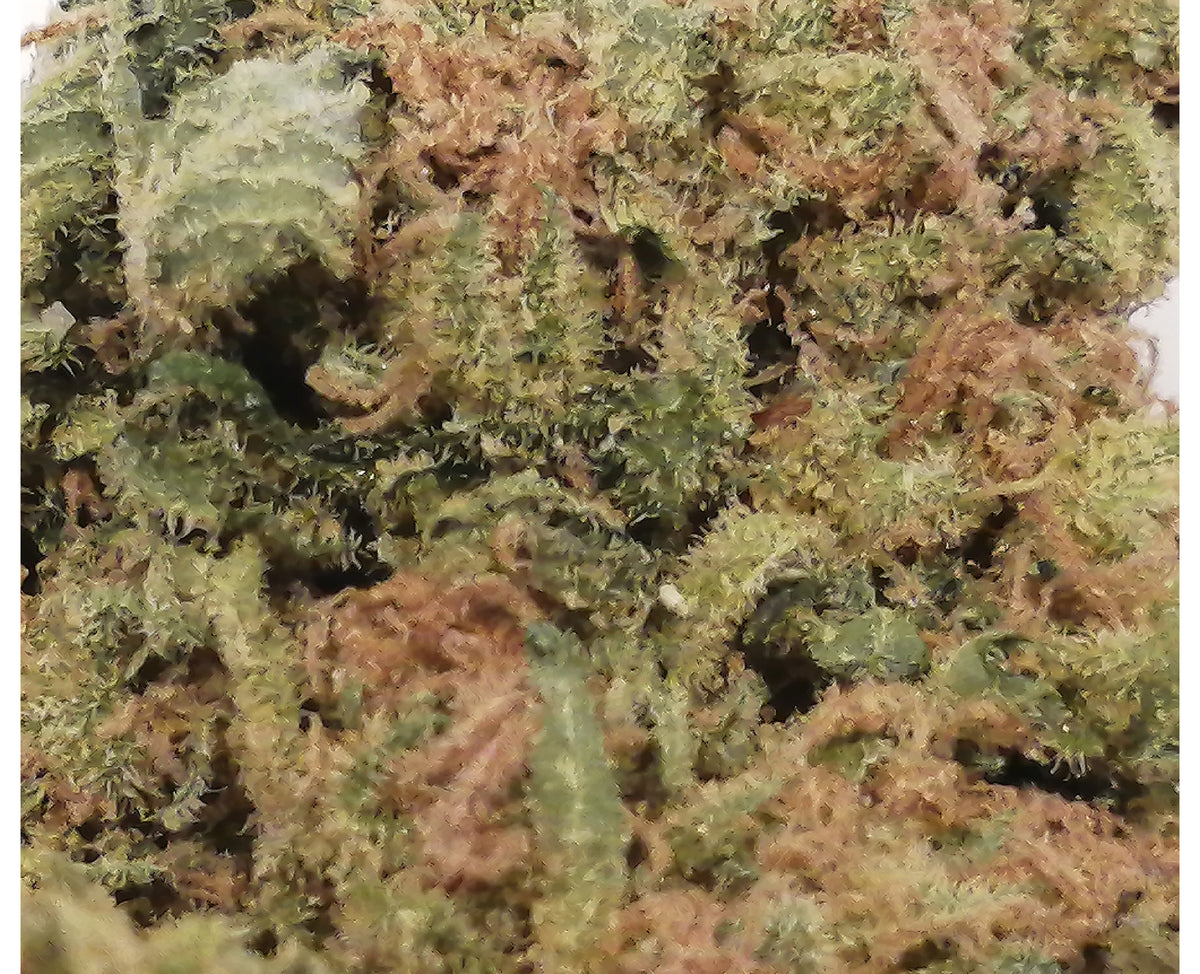 BENCHMARK CRITICAL (H) DRIED - 3.5G