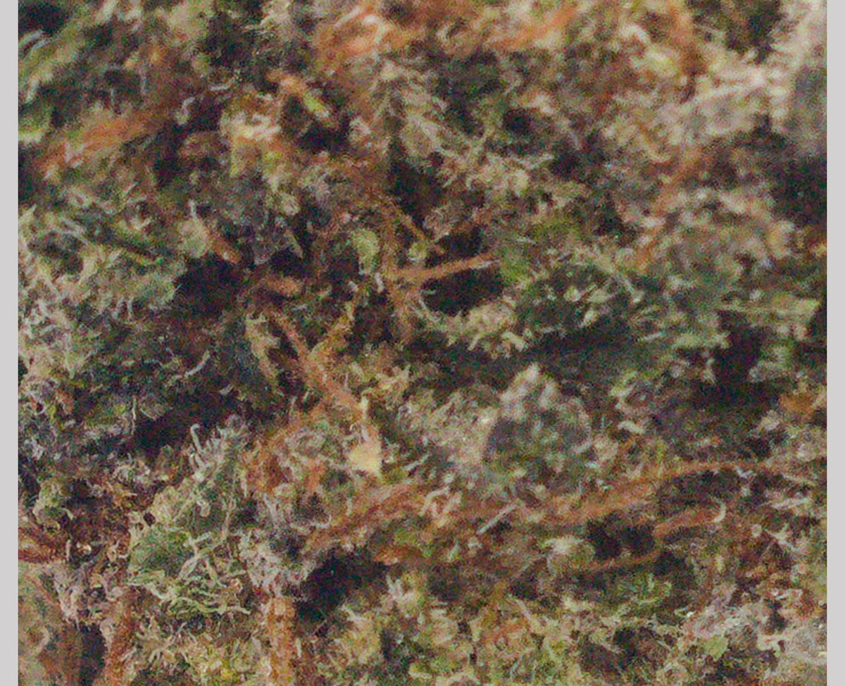 PALM GARDENS SUNSET (IND) DRIED - 3.5G