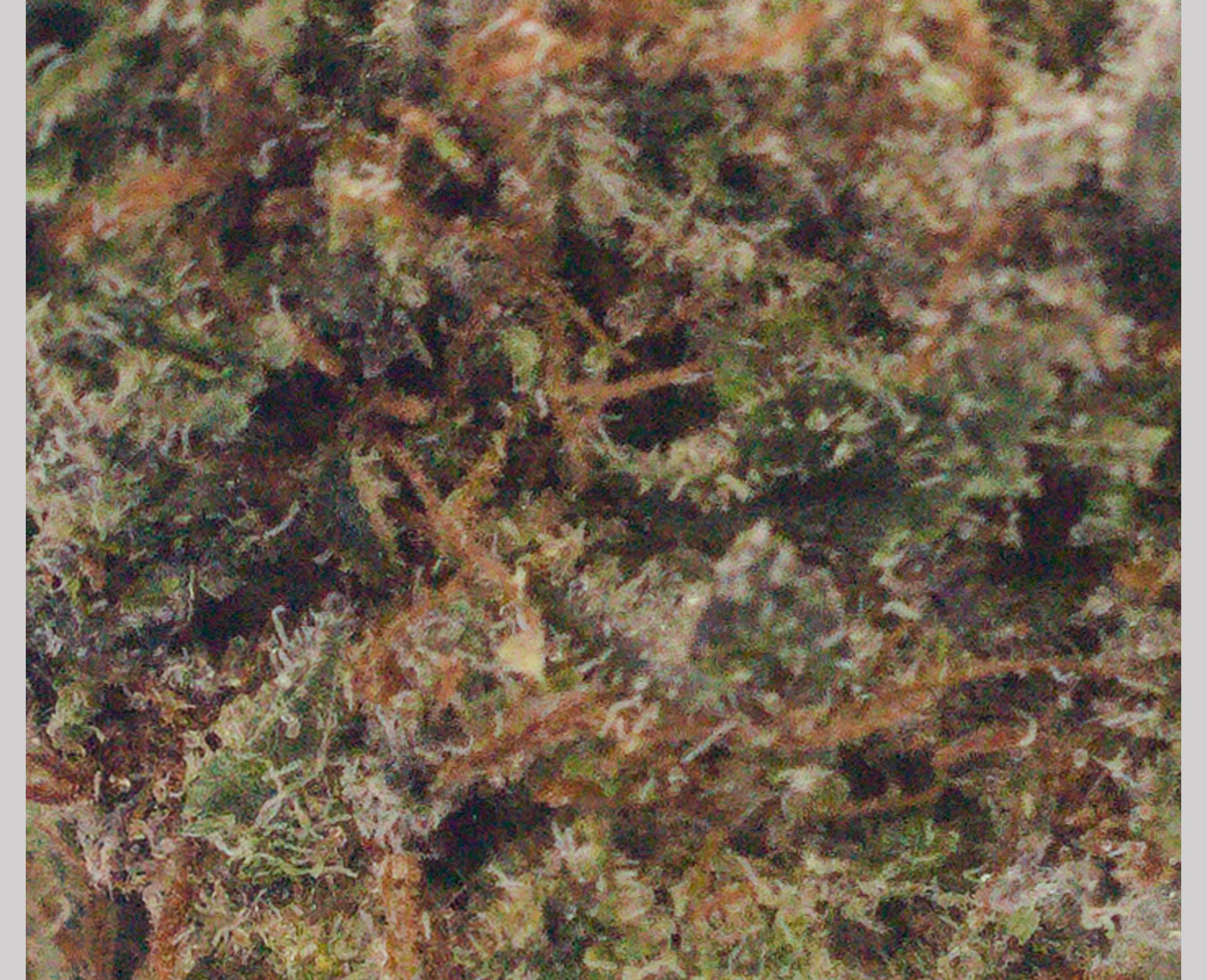PALM GARDENS SUNSET (IND) DRIED - 3.5G