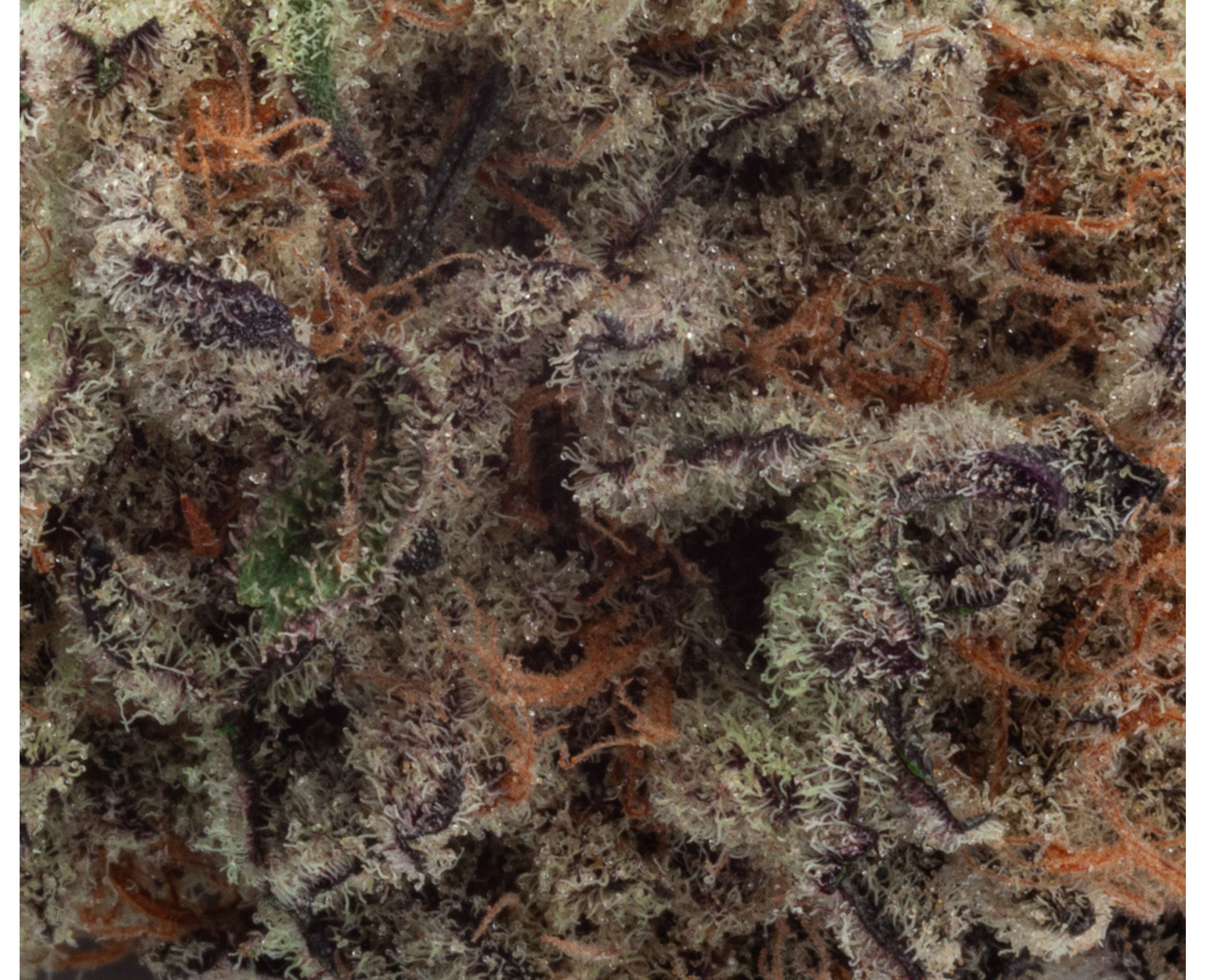 NATURAL HISTORY MEAT BREATH (IND) DRIED - 3.5G