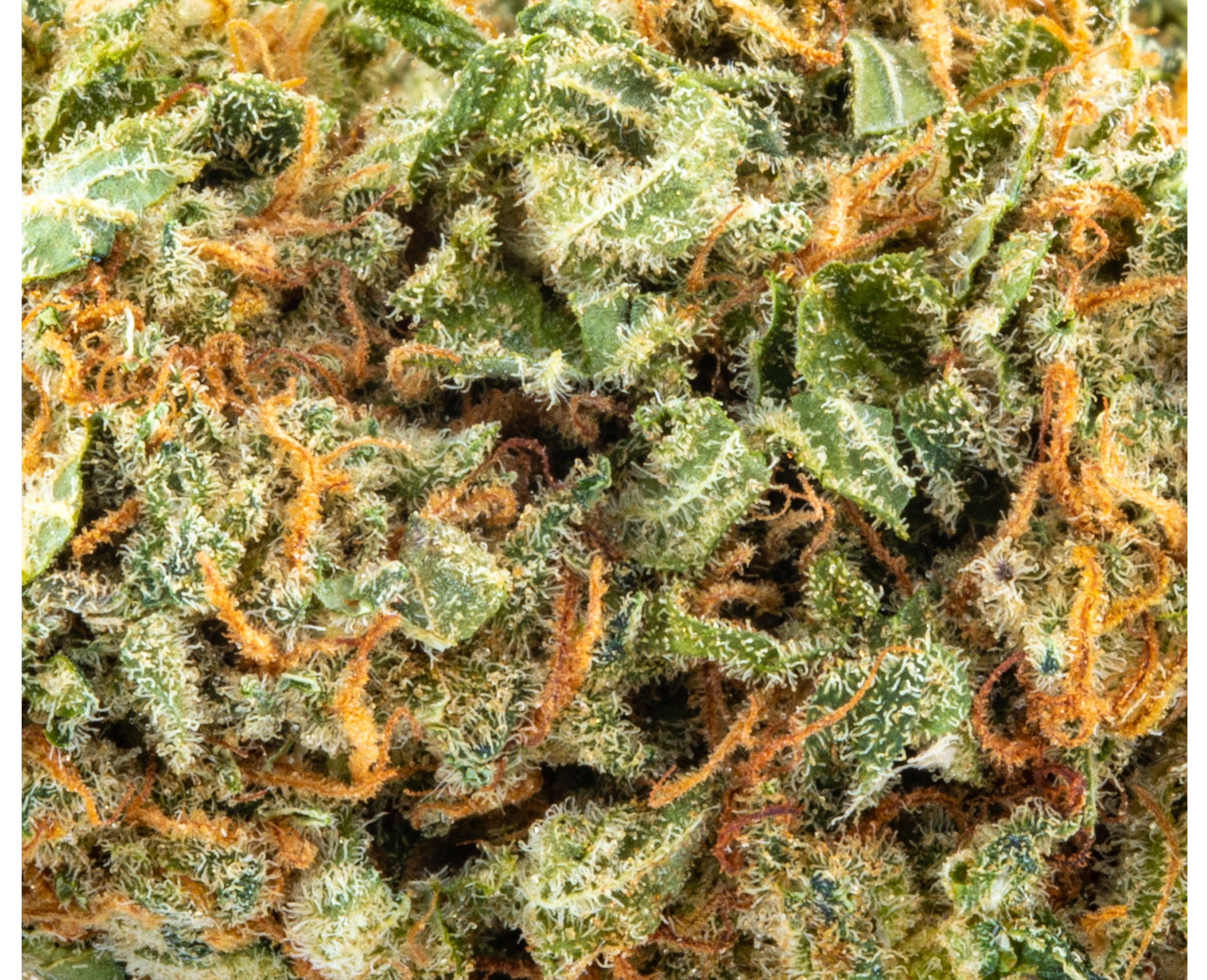 SKOSHA DARTMOUTH KUSH (IND) DRIED - 3.5G