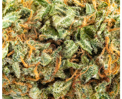 SKOSHA DARTMOUTH KUSH (IND) DRIED - 3.5G