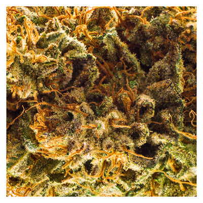 REDECAN LILAC DIESEL (S) DRIED - 3.5G