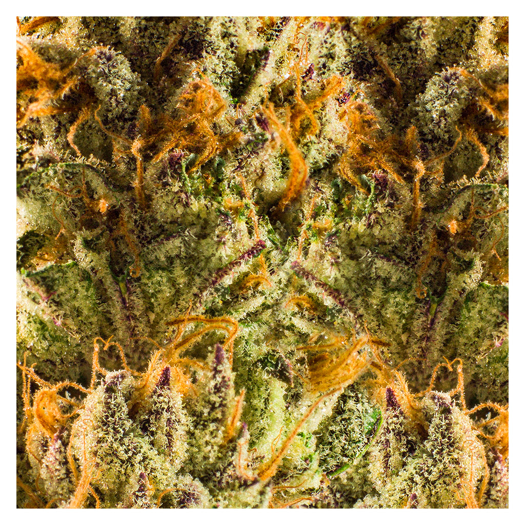 REDECAN BLACK CHERRY PUNCH (IND) DRIED - 1G