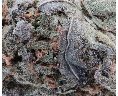 CRUUZY PATIO SEASON (S) DRIED - 3.5G