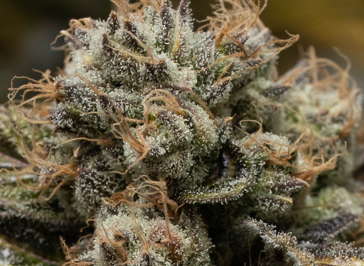 OGEN BOW VALLEY OG 26 (S) DRIED - 28G
