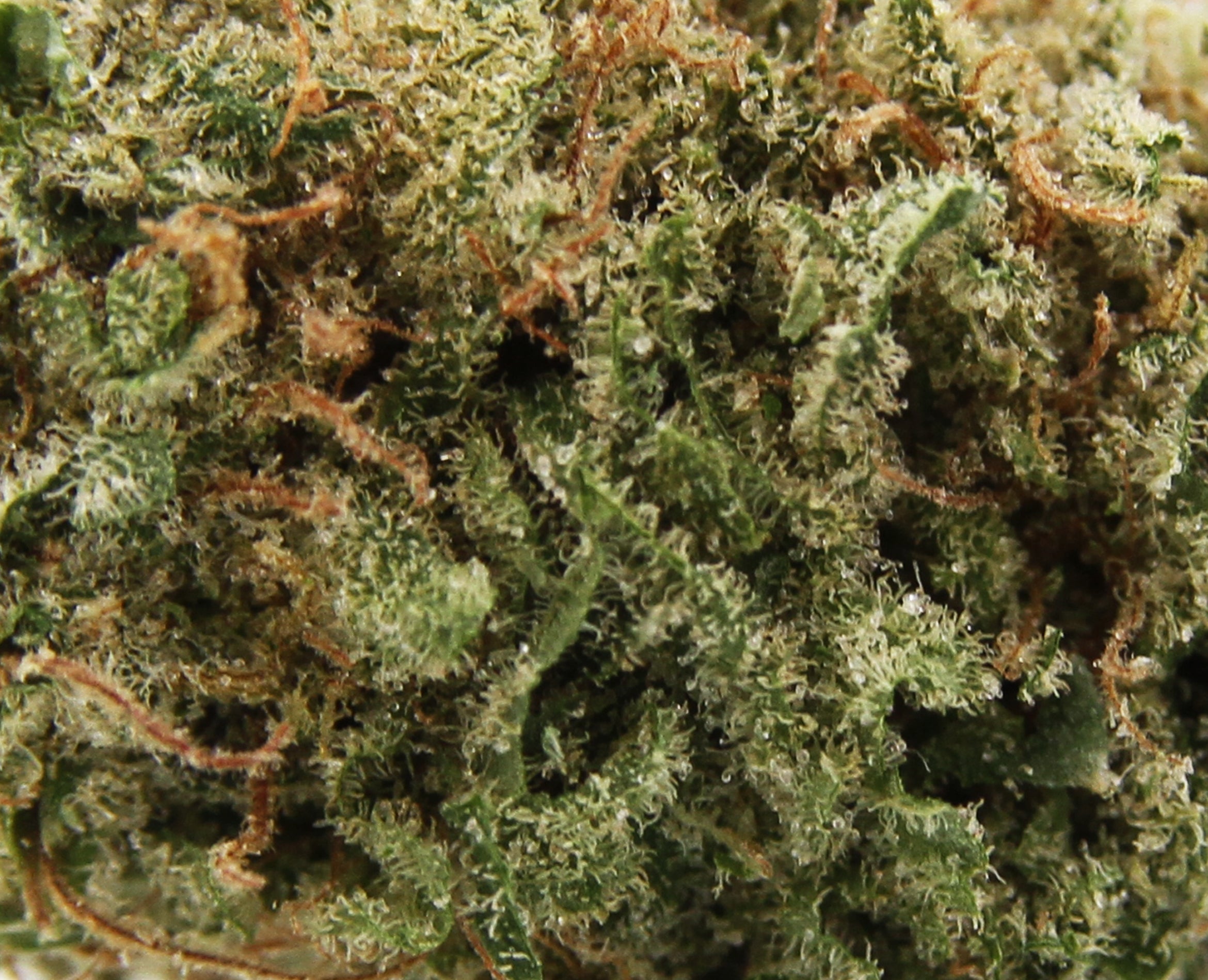 EMERALD HEALTH EMERALD SATIVA (S) DRIED - 15G