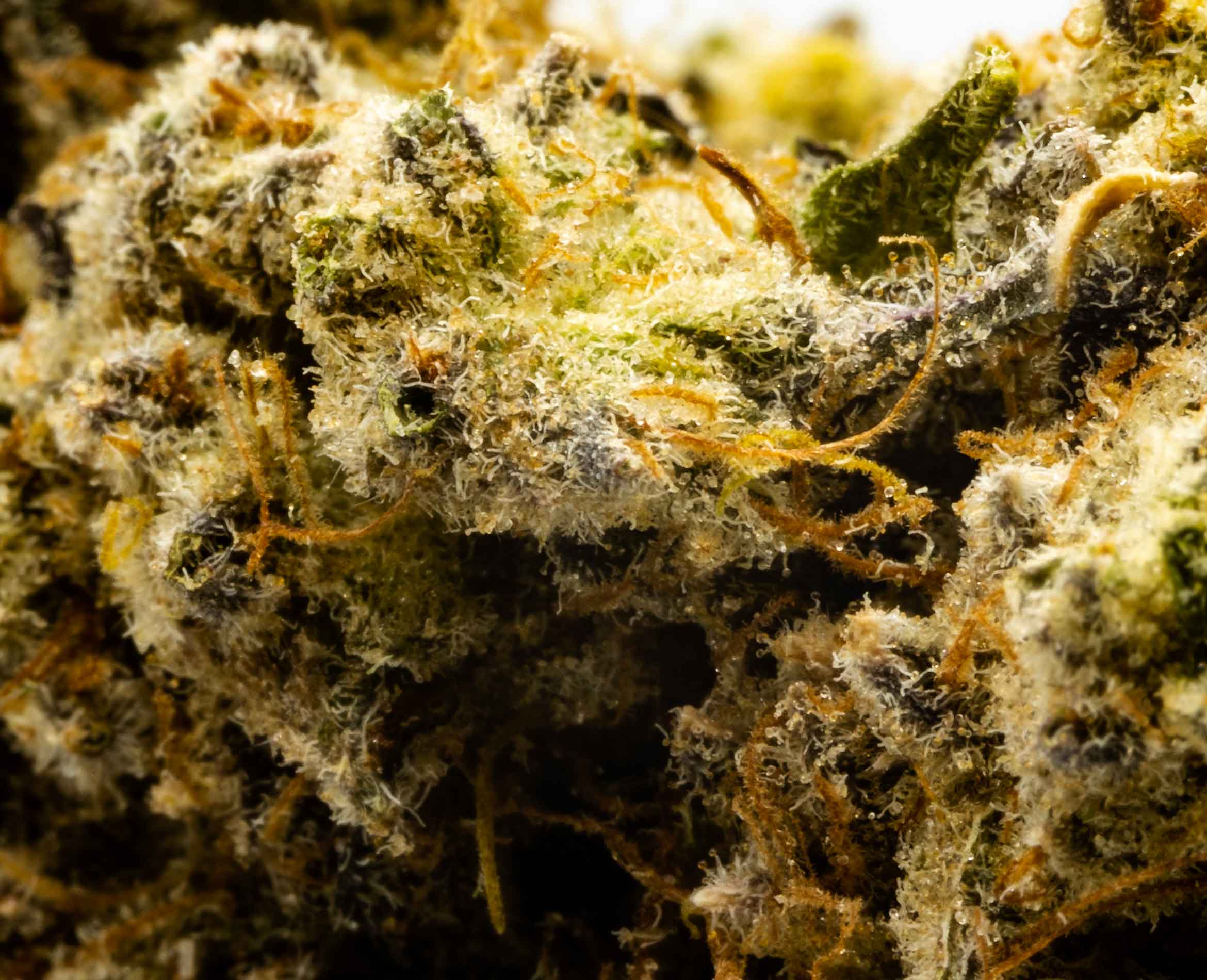 RGB BLUE SLURRICANE (IND) DRIED - 3.5G