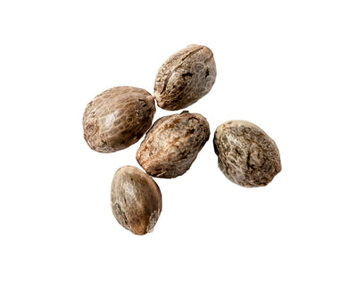 NATURAL HISTORY ICE CREAM CAKE (IND) SEEDS - 5PK FEM