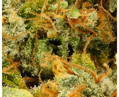 MTL CANNABIS SAGE N SOUR (S) DRIED - 14G