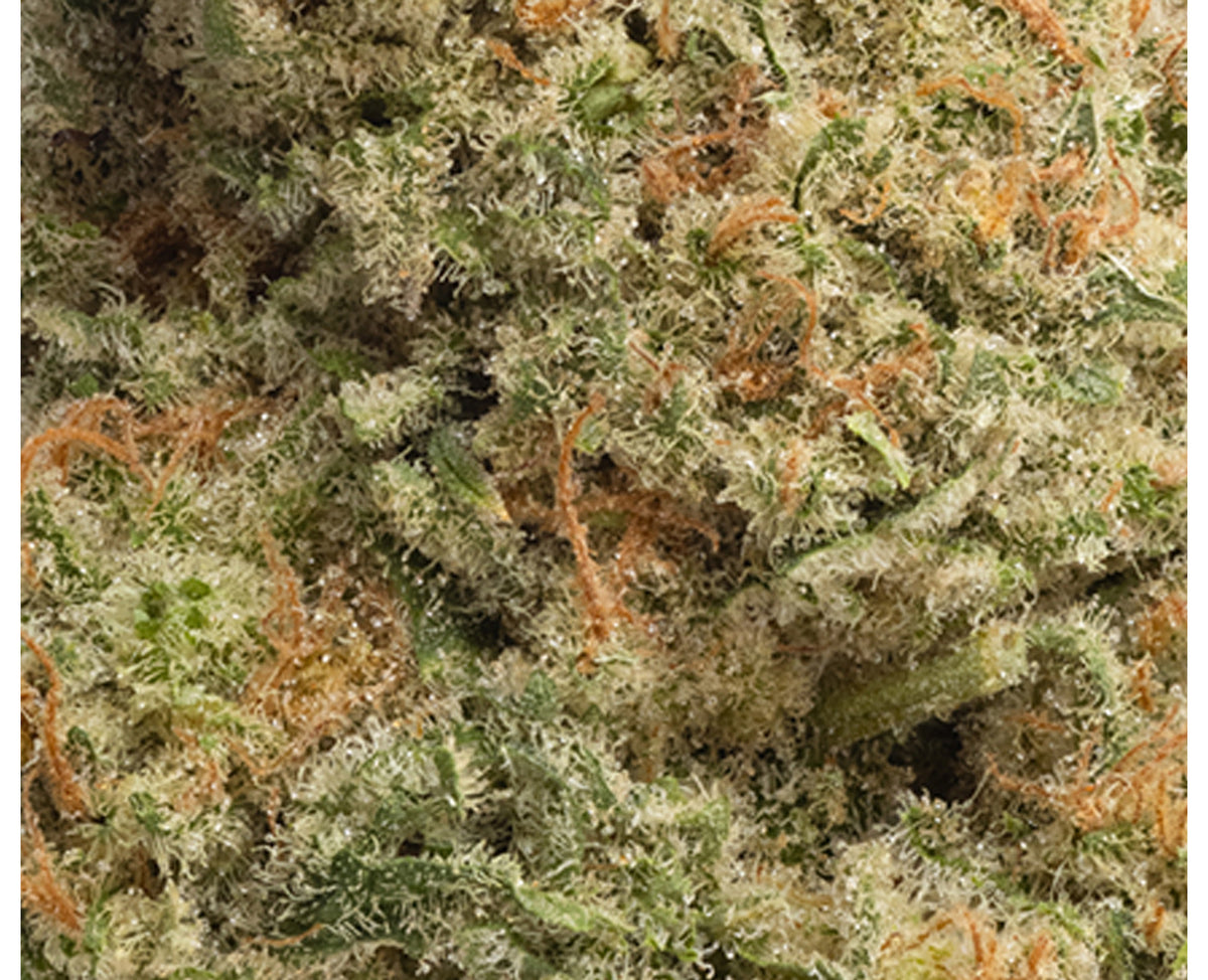 HOMESTEAD BANDWAGON INDICA (IND) DRIED - 28G