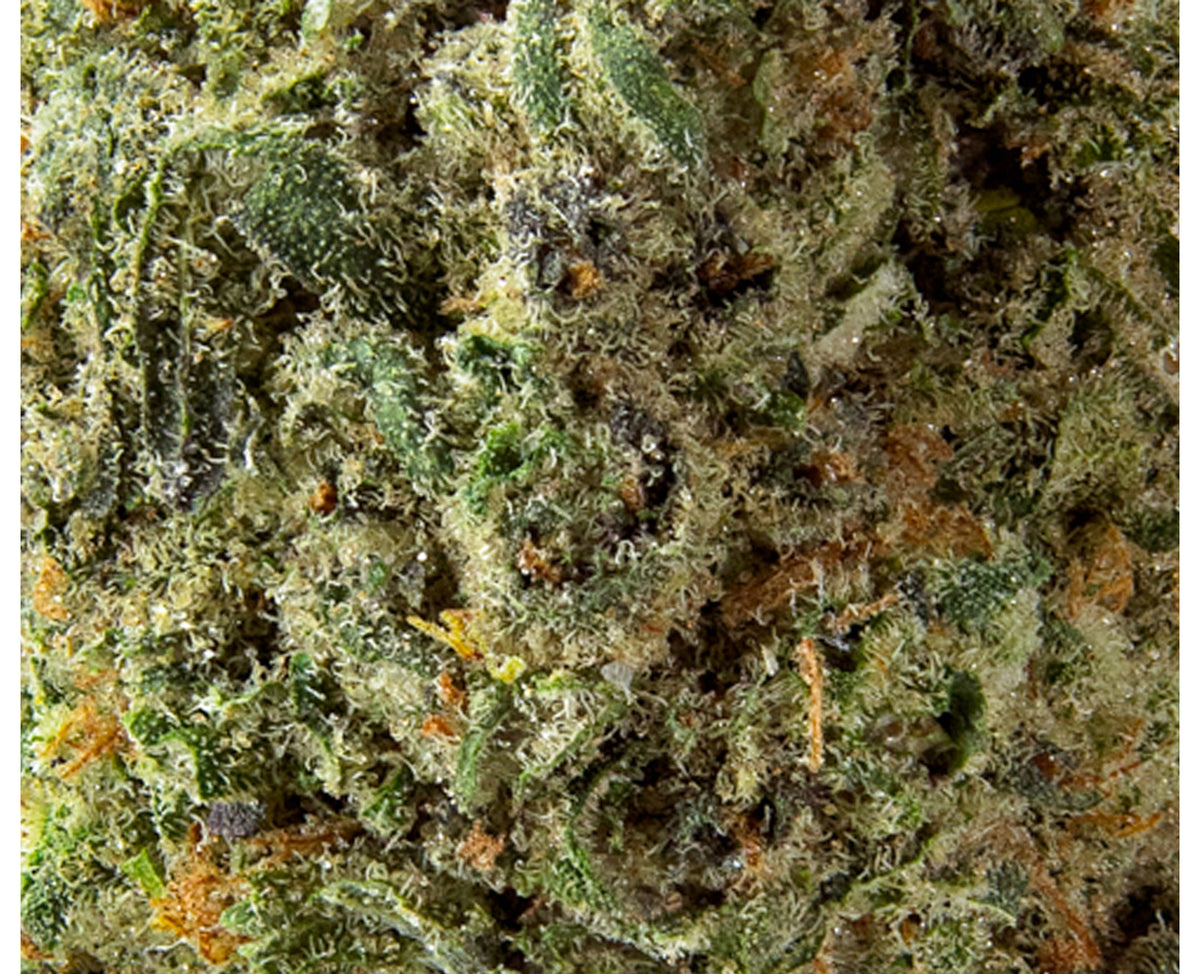 HOMESTEAD BANDWAGON SATIVA (S) DRIED - 28G