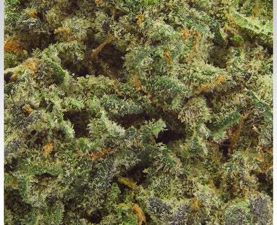 1964 SOUR COOKIES (S) DRIED - 3.5G