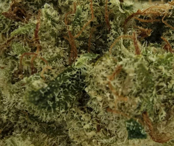 SITKA WEED WORKS CHEDDAR BOB (IND) DRIED - 3.5G