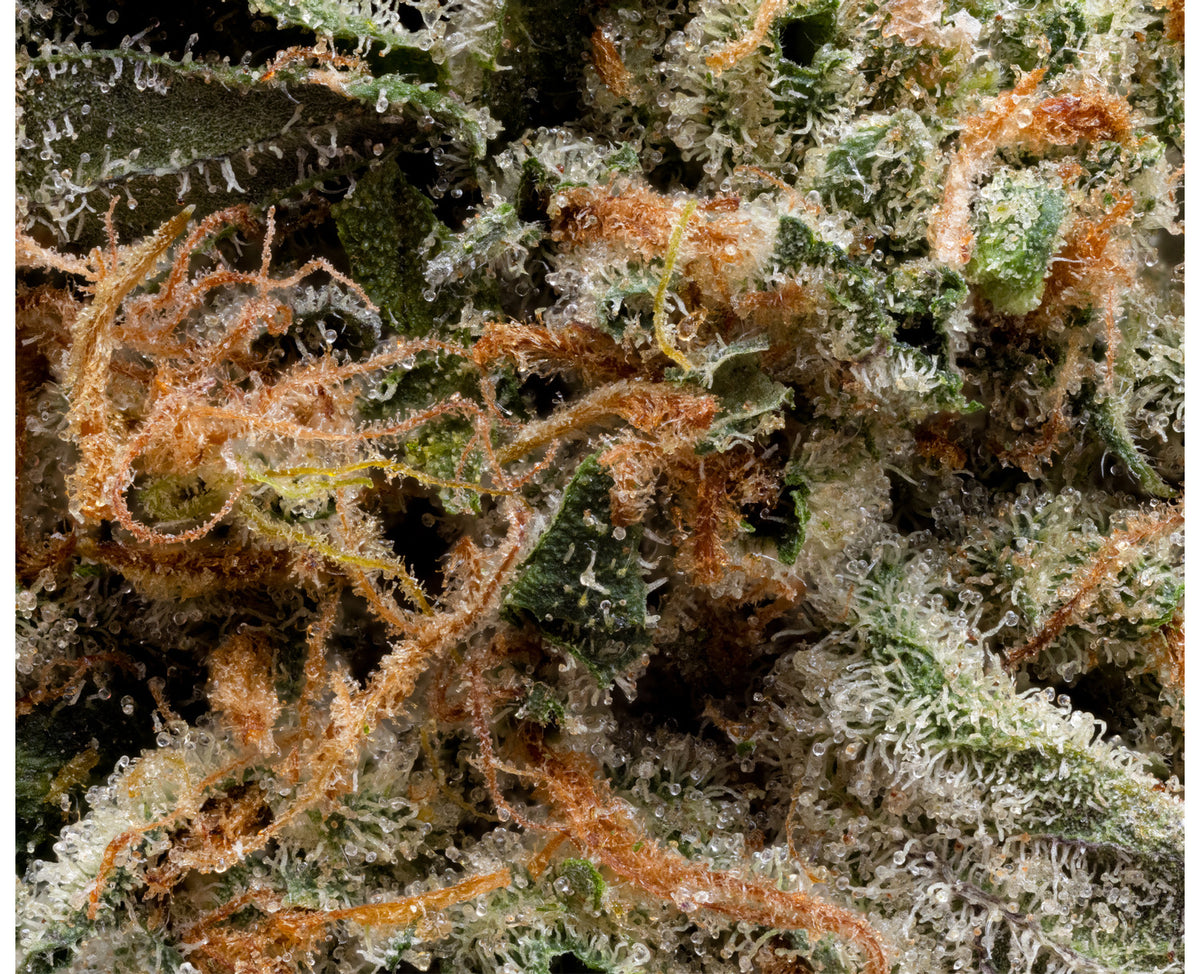SIMPLY BARE ISLAND PINK KUSH (IND) DRIED - 3.5G