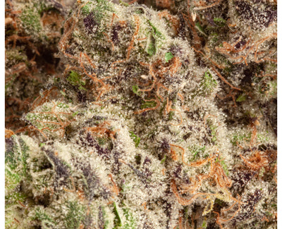 UPRYZE APPLE FRITTER (H) DRIED - 3.5G