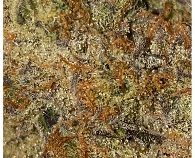 NATURAL HISTORY TALLY MAN (S) DRIED - 3.5G