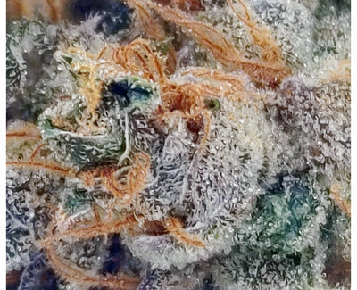 PARTAKE GMO (H) DRIED - 3.5G