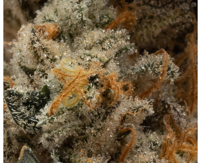 OGEN SPACE FLIGHT SUPERSTAR 11 (H) DRIED - 3.5G