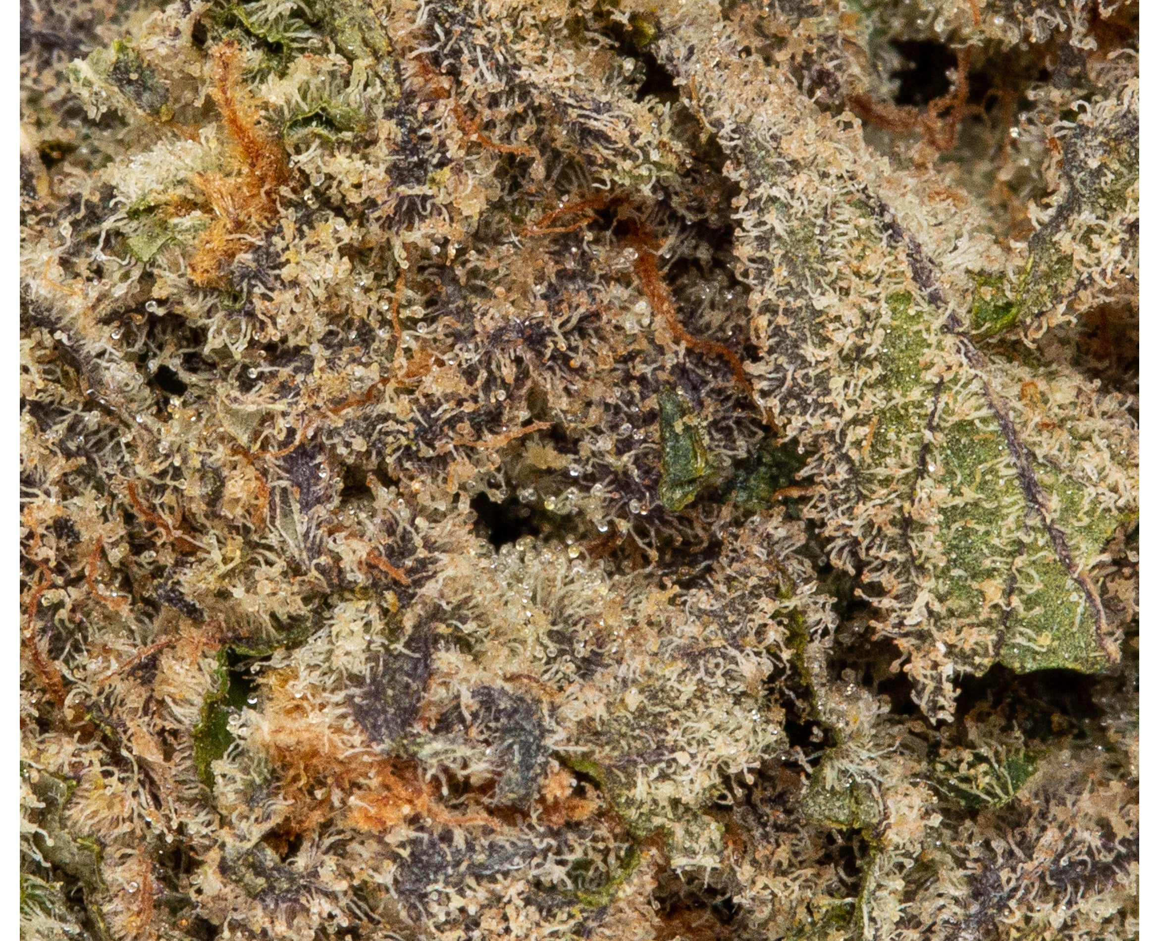 HIGHLAND GROW DIAMOND BREATH (H) DRIED - 3.5G