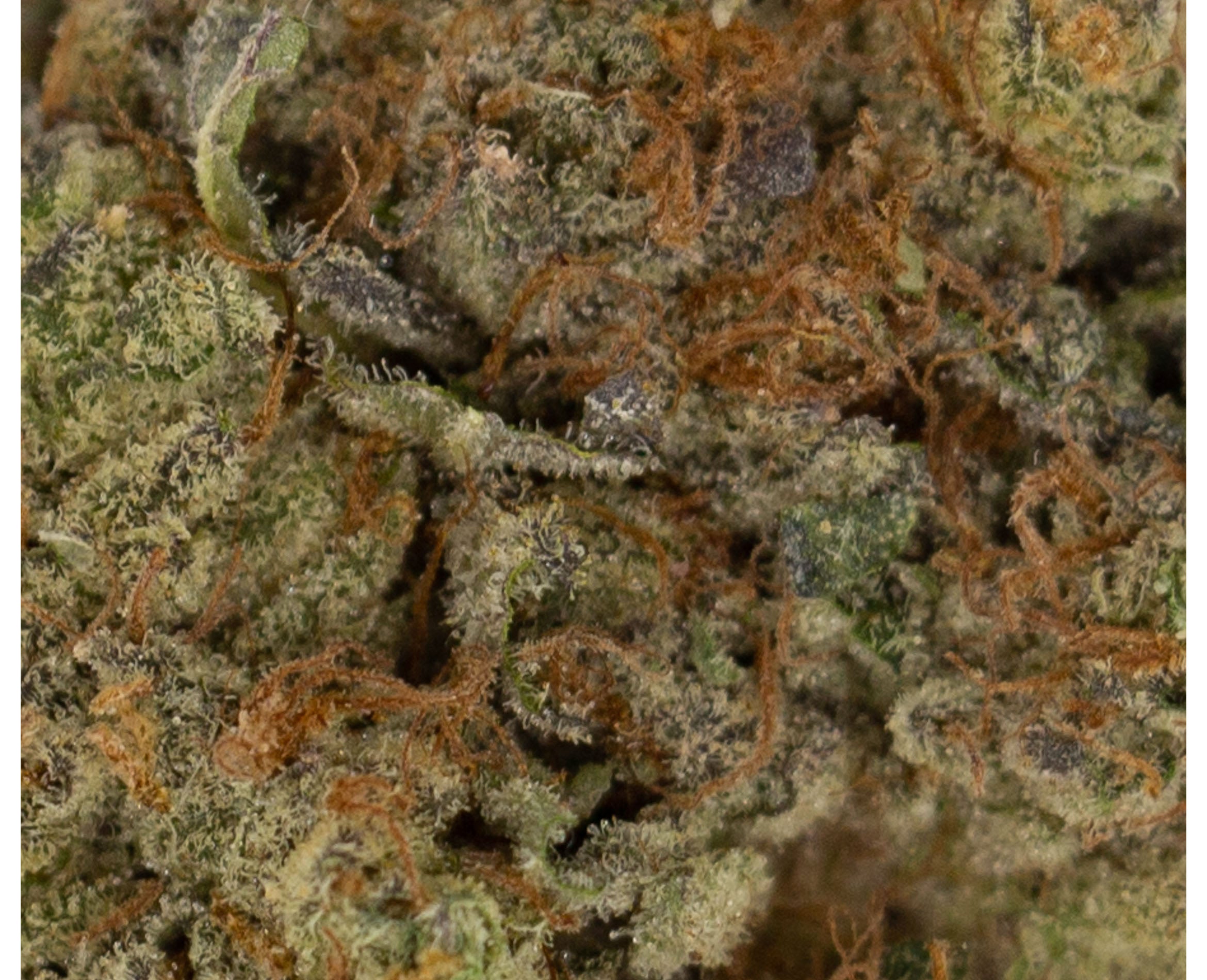 FREEDOM CANNABIS BIRTHDAY CAKE (IND) DRIED - 1G