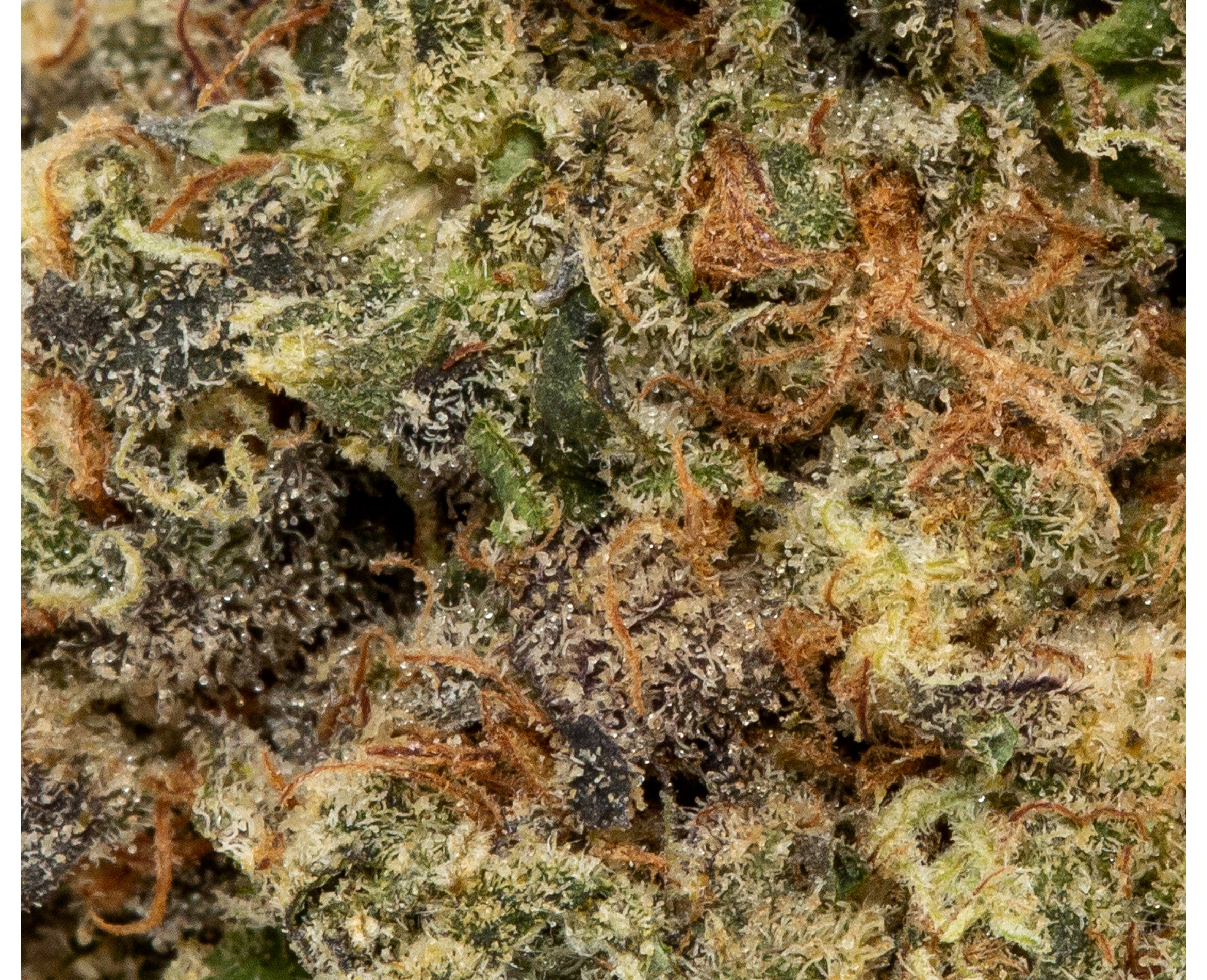 HIGHLAND GROW GAS TANK (IND) DRIED - 3.5G