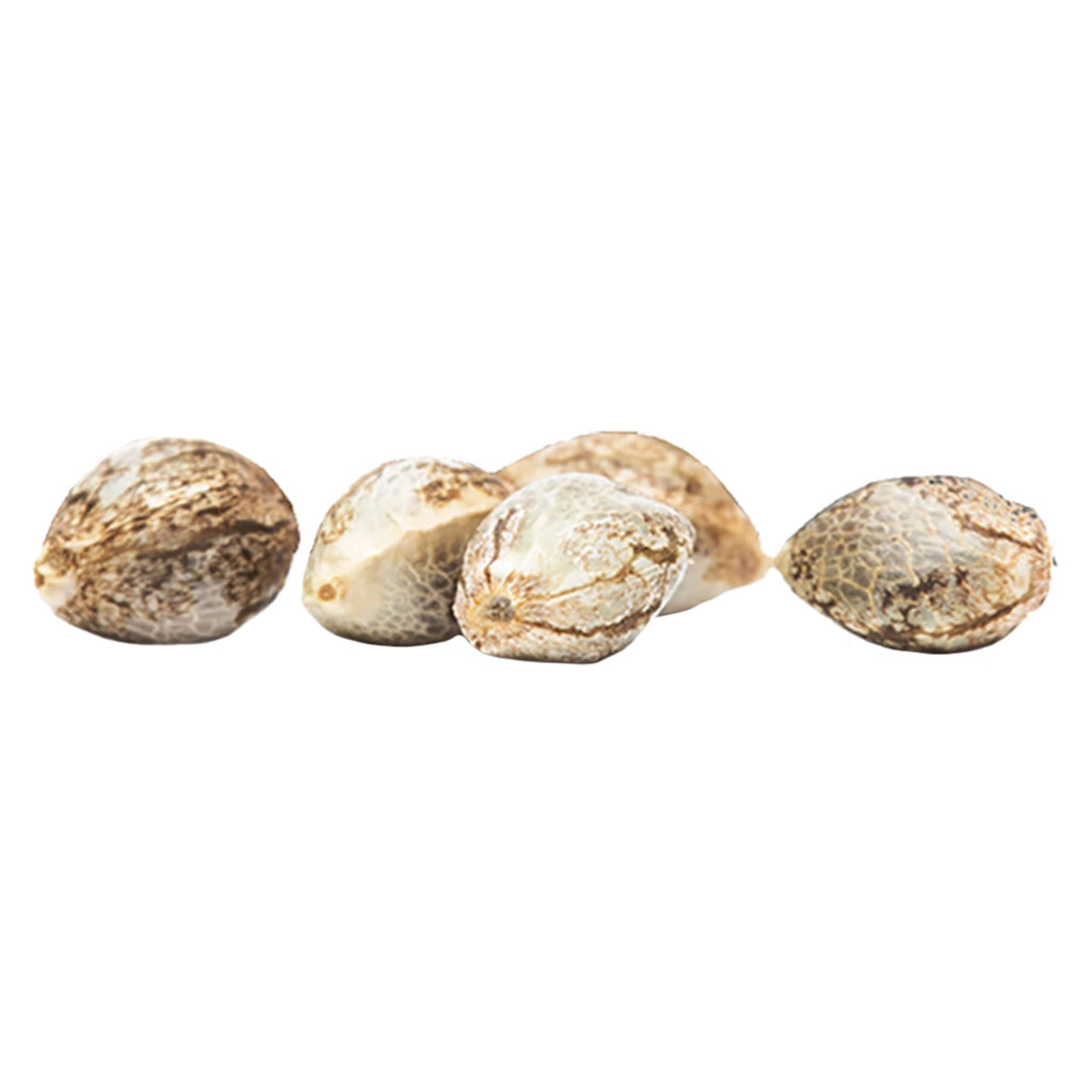 GREAT GARDENER CBD RENE (FEM) (H) SEEDS - 5PK
