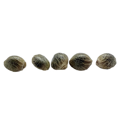 WEATHERED ISLANDS SUNSHINE PINE (AUTO) (H) SEED - 5PK