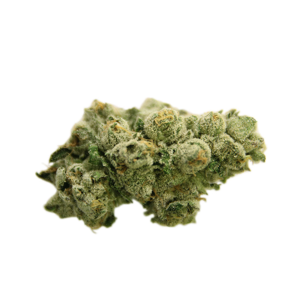 CELEBRITY DIRK JIGGLER (H) DRIED - 3.5G