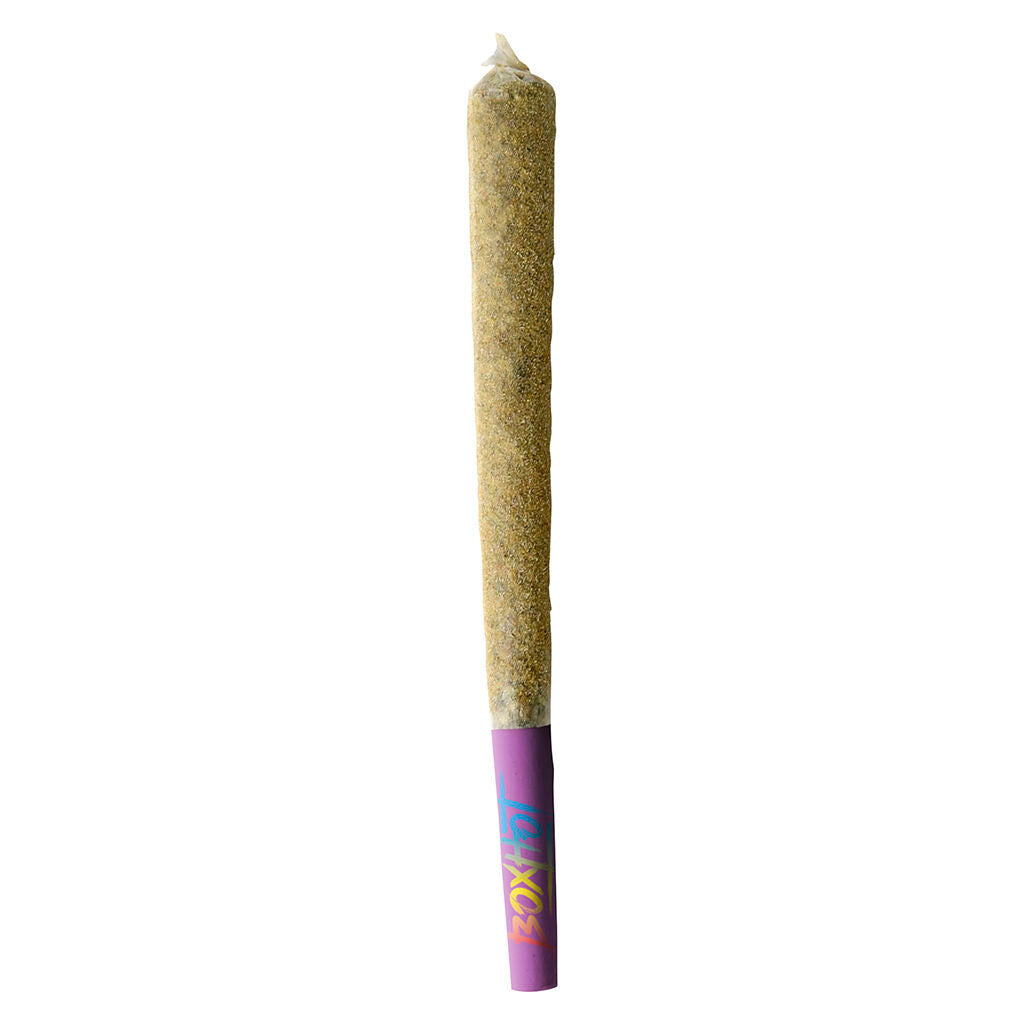 BOXHOT DUSTIES XL RETRO RAINBOW BRST (H) INF PRE-ROLL 1.2GX1