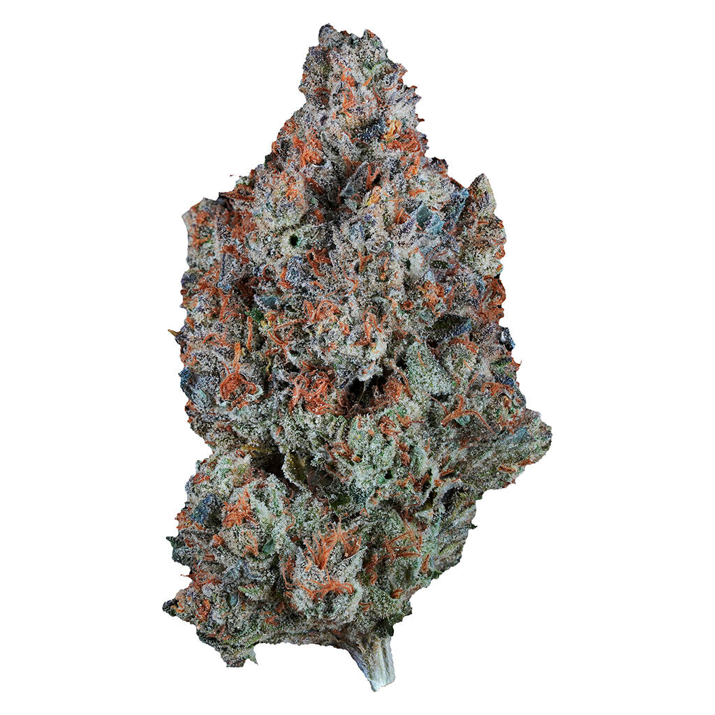 1964 SOUR TANGIE (S) DRIED - 7G