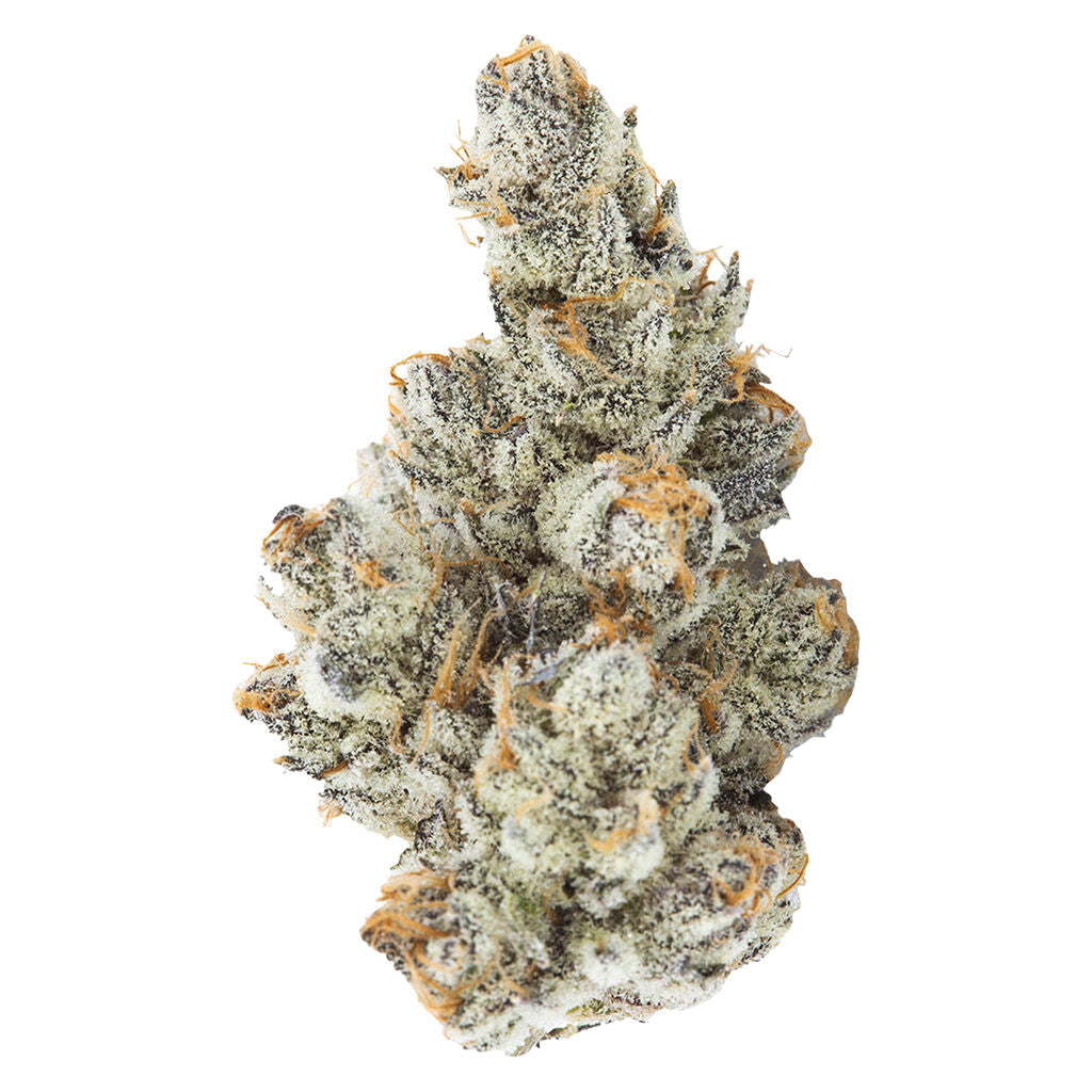 3RD COAST GENETICS BLACK TRUFFLE (IND) DRIED - 14G