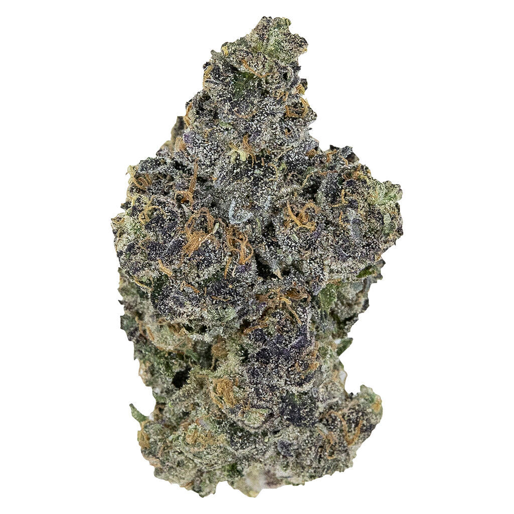 PISTOL AND PARIS BLACKOUT BOBBY (IND) DRIED - 7G