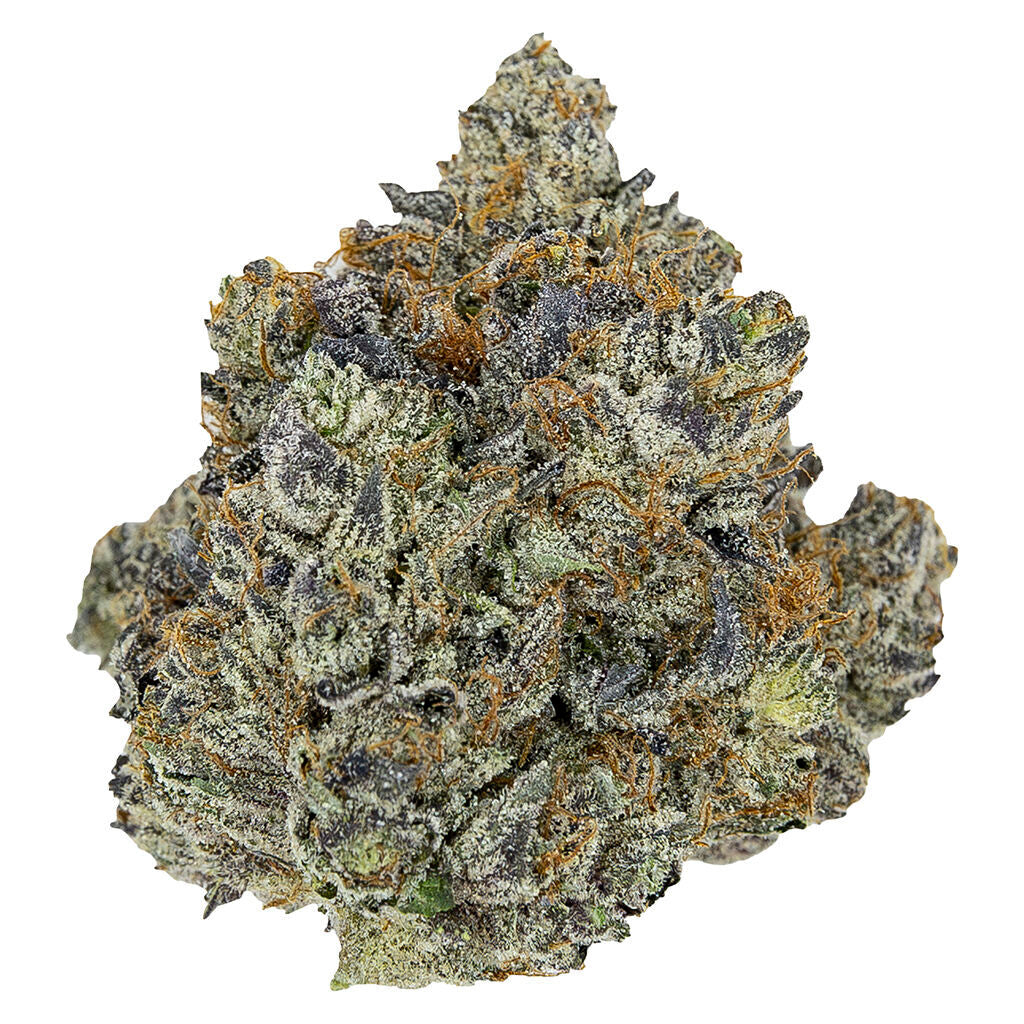 PISTOL AND PARIS PINK PANTIES (IND) DRIED - 7G