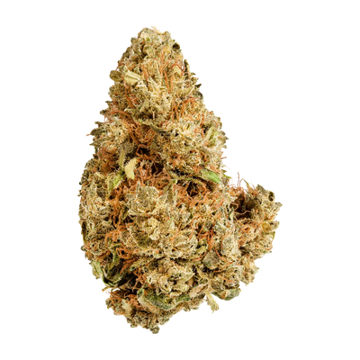 VERSUS PURPLE AFGHANI (IND) DRIED - 7G