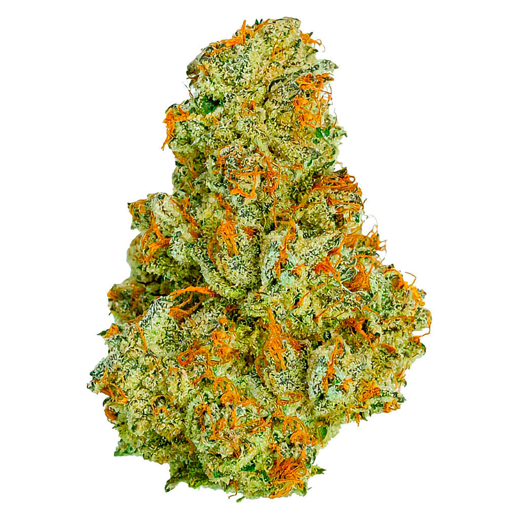 COTERIE ELECTRIC DAISY (S) DRIED - 7G