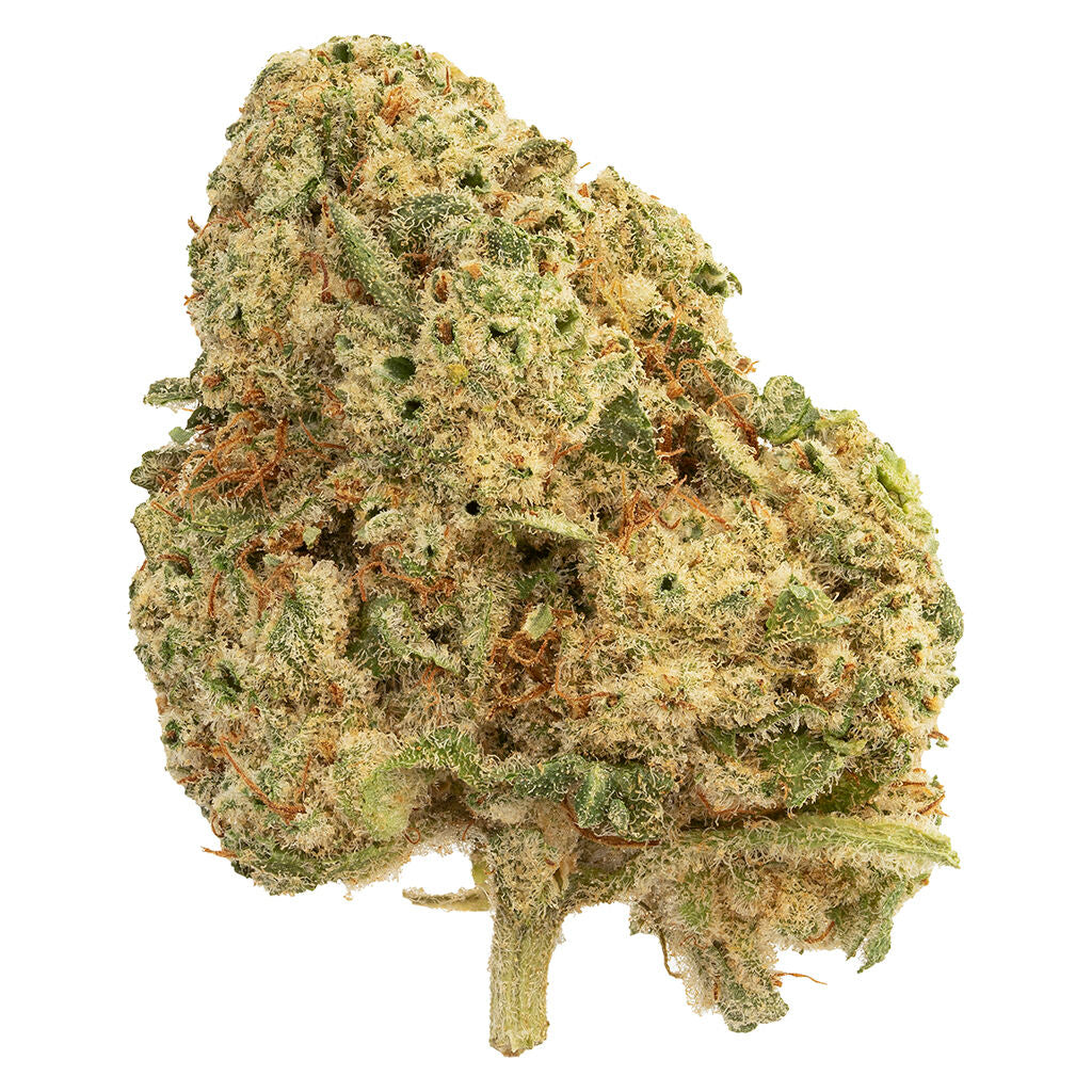 HAPPY HOUR BANJO (S) DRIED - 7G