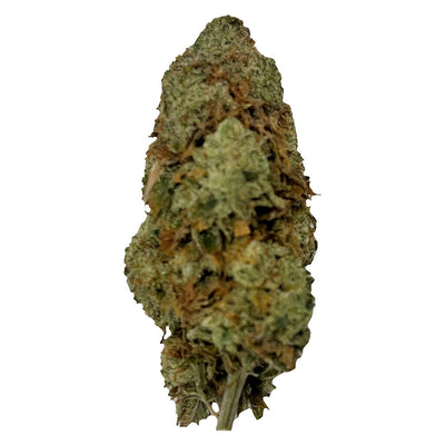 PUFFERS PARADISE MAGIK DRAGON (IND) DRIED - 7G