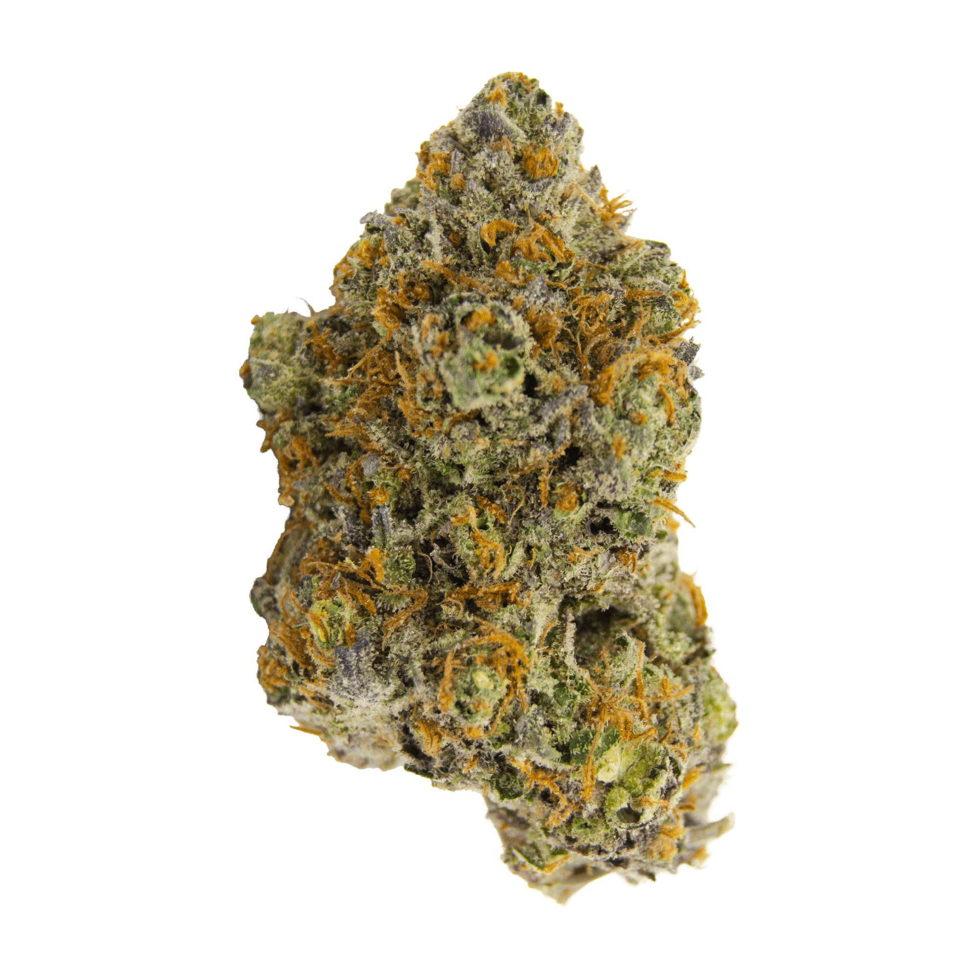 VERSUS VARIANT (H) DRIED - 14G