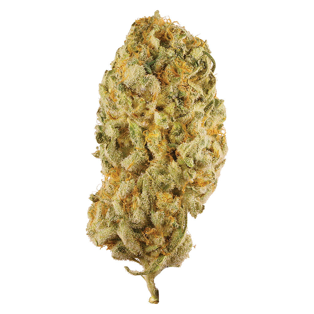 STATION HOUSE JACK HERER (S) DRIED - 3.5G
