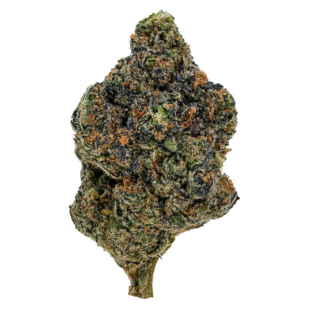 1964 GASOLINA (IND) DRIED - 7G