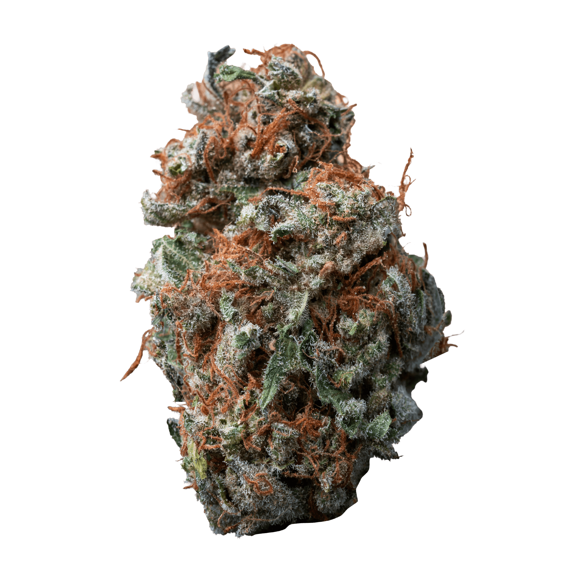 PALMETTO SASQUATCH SAP (S) DRIED - 14G